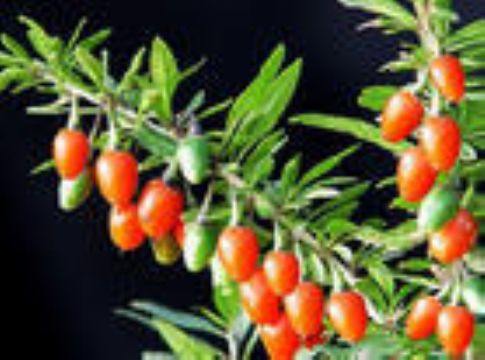  Wolfberry Extract 